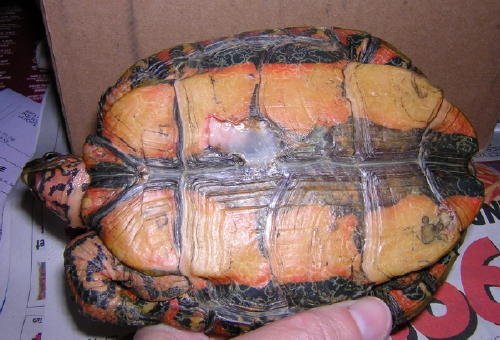 Turtle with shell rot